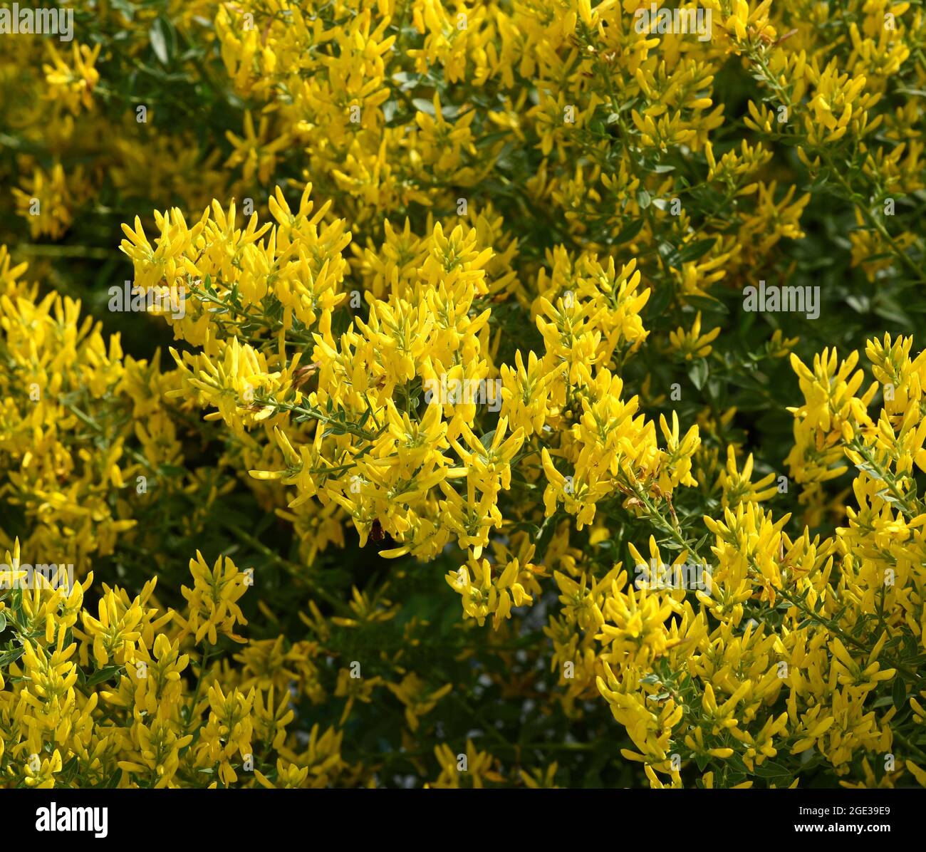 Faerberginster, Genista tinctoria, ist eine wichtige Heilpflanze mit gelben Blueten und wird viel in der Medizin verwendet. Sie sind eine Staude und ge Stockfoto