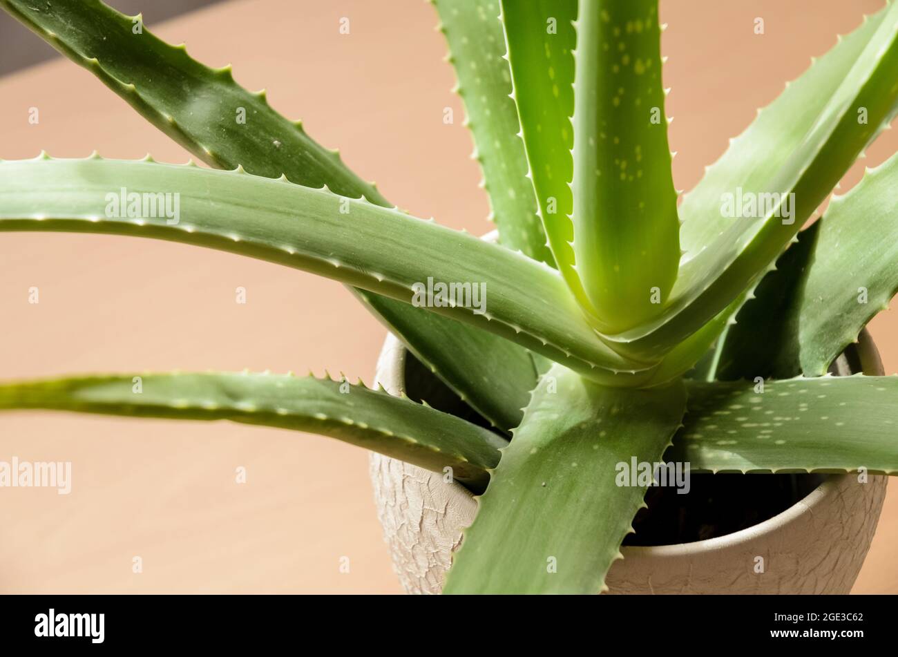 Aloe Vera, grüne tropische Topfpflanze auf Holzschreibtisch, drinnen Stockfoto