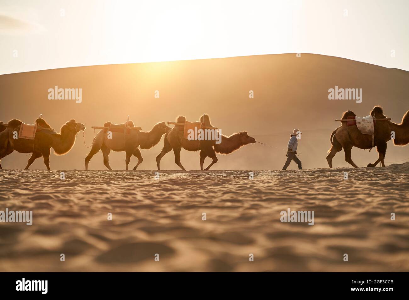 Kamelkarawane, die bei Sonnenuntergang in der Wüste mit einer riesigen Sanddüne im Hintergrund spazieren gehen Stockfoto