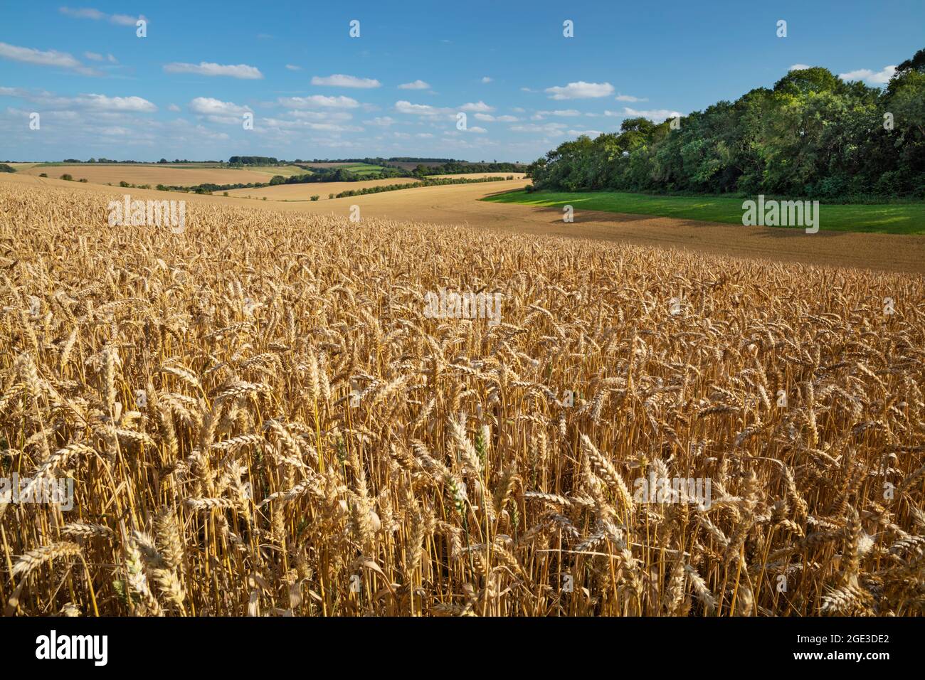 Blick über Weizenfelder im Sommer, East Garston, berkshire, England, Großbritannien, Europa Stockfoto