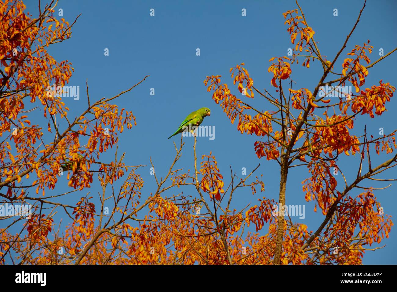 Ein grüner Sittich, der auf einem blühenden mulungu-Ast thront, füttert, mit blauem Himmel im Hintergrund. Stockfoto