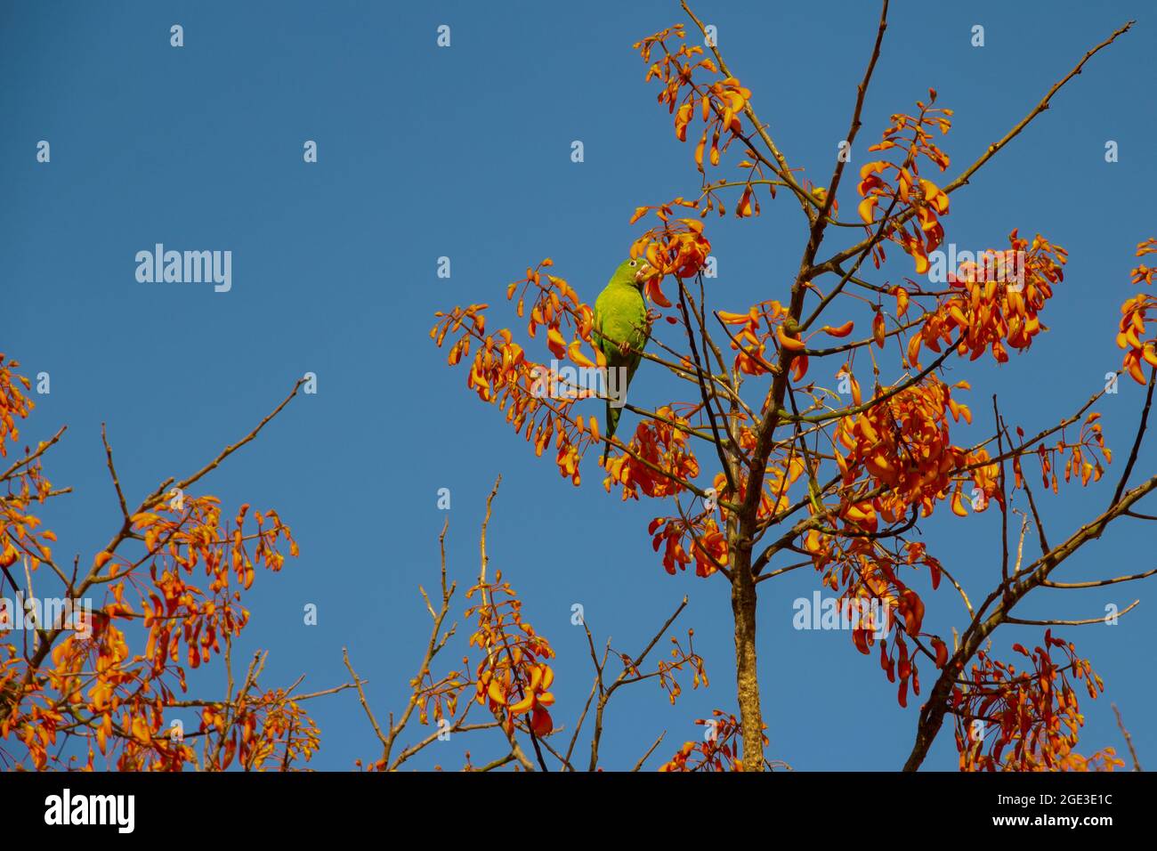 Ein grüner Sittich, der auf einem blühenden mulungu-Ast thront, füttert, mit blauem Himmel im Hintergrund. Stockfoto