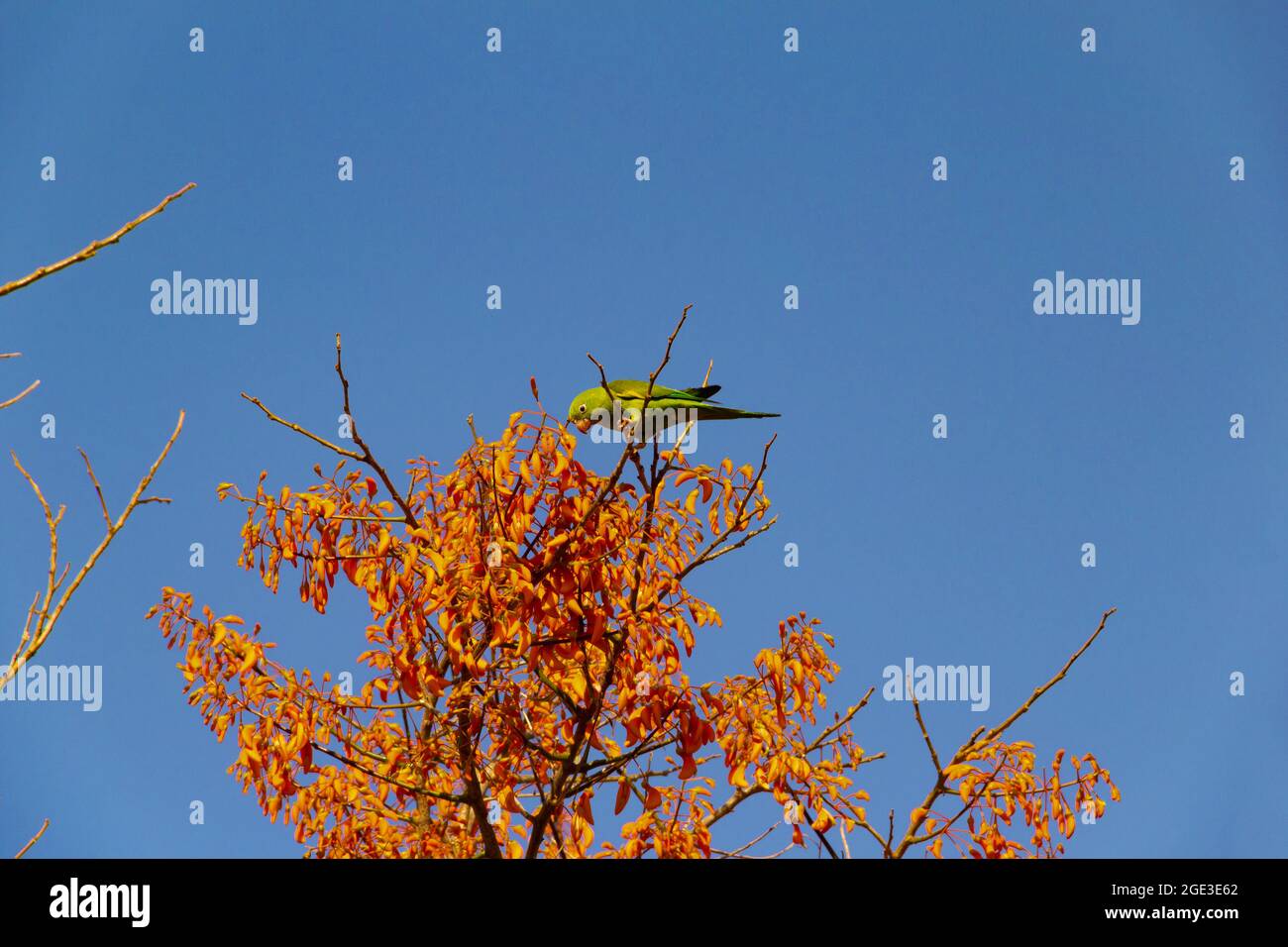 Ein grüner Sittich, der auf einem blühenden mulungu-Ast thront, füttert, mit blauem Himmel im Hintergrund. Stockfoto