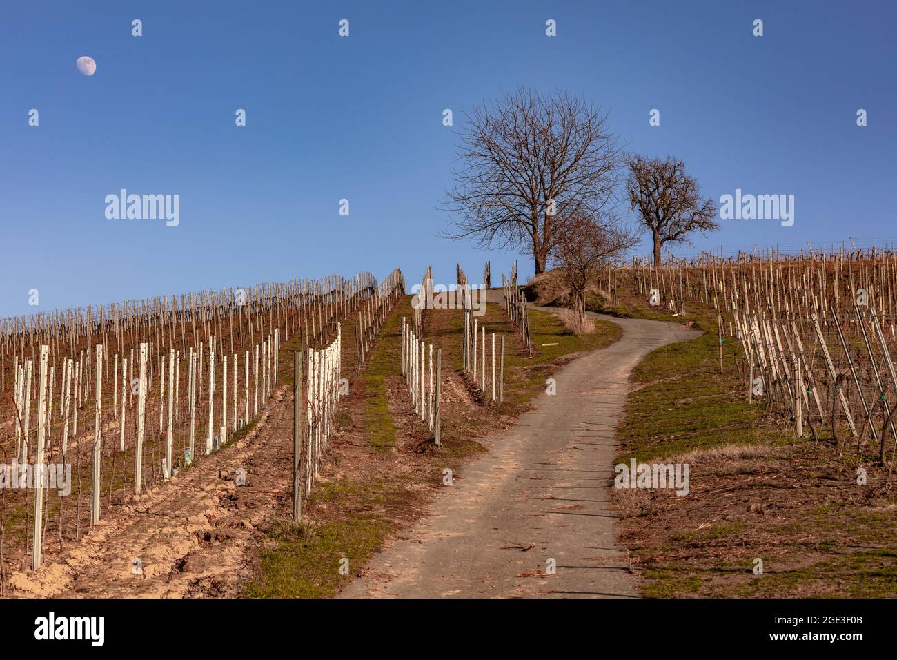 Ein Weinberg mit steilem Pfad im Süden Deutschlands ist ideal zum Wandern bei Sonnenschein im Winter Stockfoto