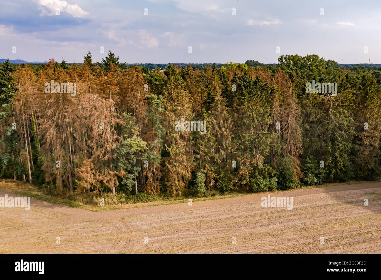 Wald mit versterbenden Bäumen im Harz Stockfoto