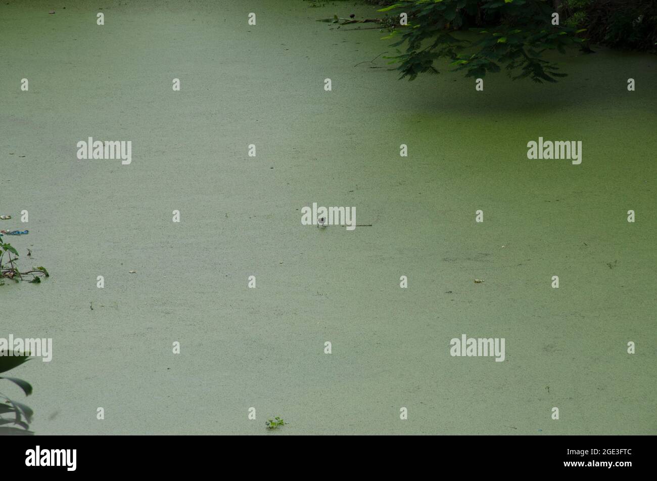 Hyazinthen tapete Fotos und Bildmaterial in hoher Auflösung Alamy