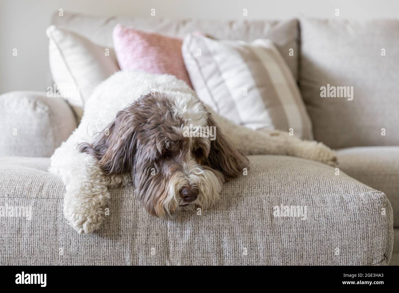 Ein großer Labradoodle-Welpe, der mit dem Kopf nach unten auf der hellen Couch liegt. Stockfoto