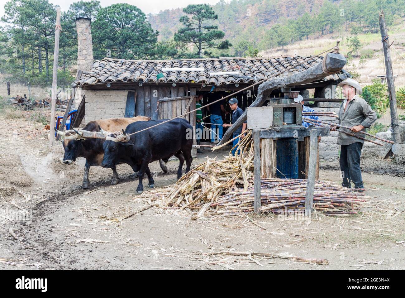 LA CAMPA, HONDURAS - 14. APRIL 2016: Kleine ländliche Siedlung mit einer tierbetriebenen Zuckerrohrpresse. Stockfoto