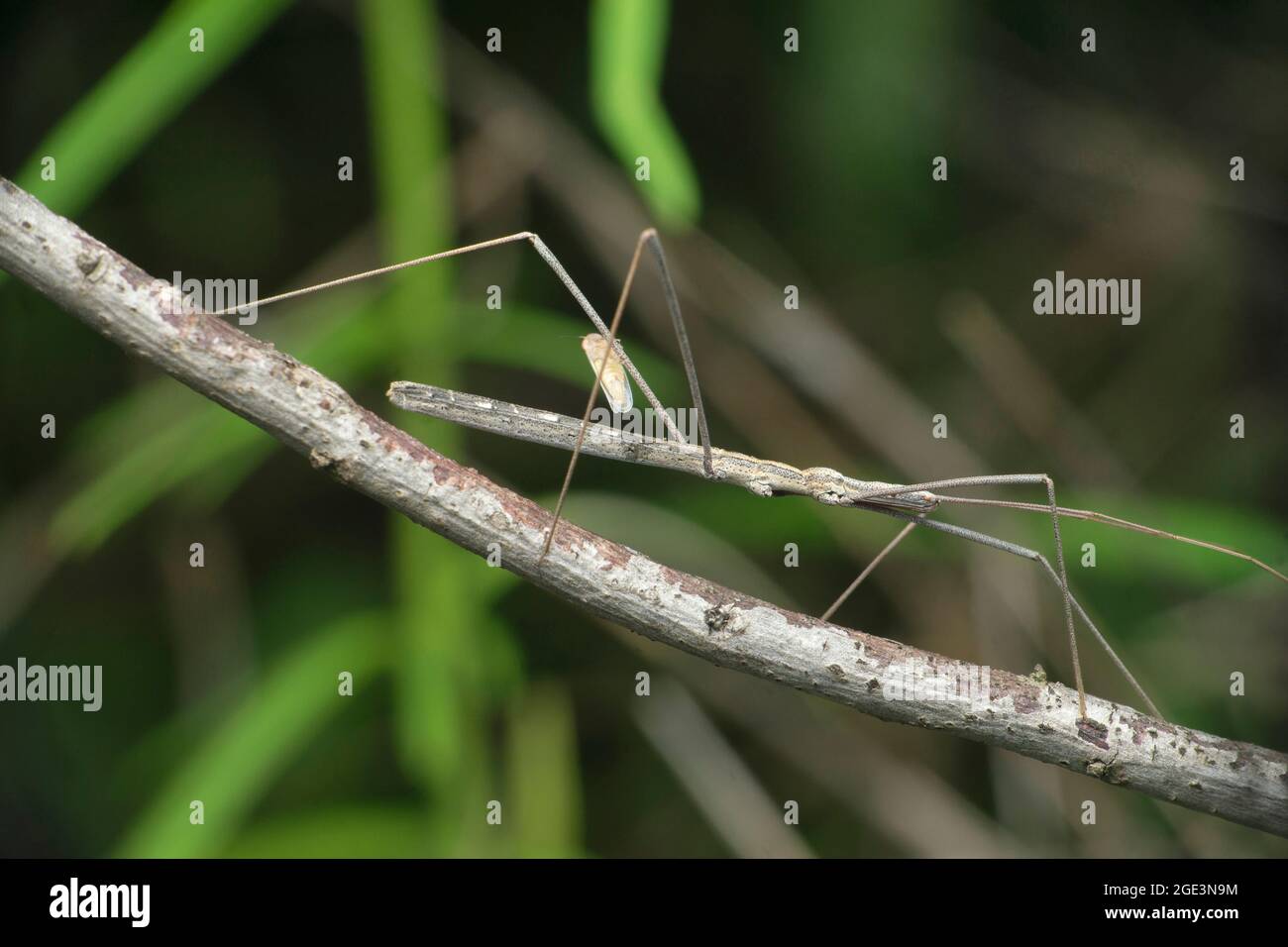 Stick Bug, Barce fraterna, Satara, Maharashtra, Indien Stockfoto