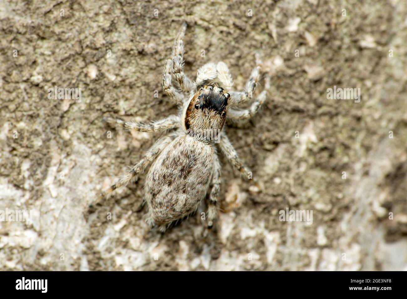 Dorsale Nahaufnahme der weiblichen Spinne, Menemerus bivitattus, Satara, Maharashtra, Indien Stockfoto