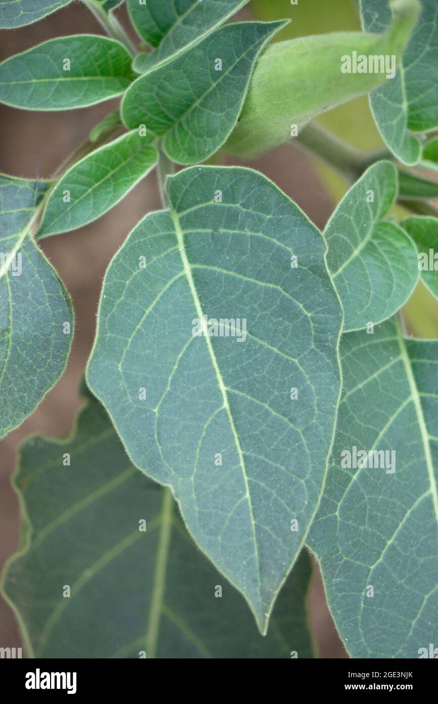 Blatt der Jimsonweed-Pflanze, Datura stramonium, Satara, Maharashtra, Indien Stockfoto