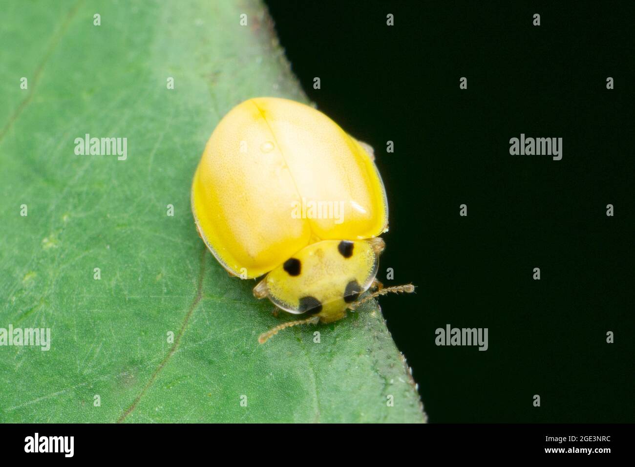 Marienkäfer, Harmonia axyridis, satara maharshtra indien Stockfoto