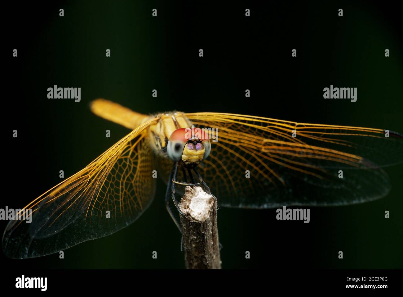 Gelbe Skimmer-Libelle, Pantala flavescens, Satara, Maharashtra, Indien Stockfoto