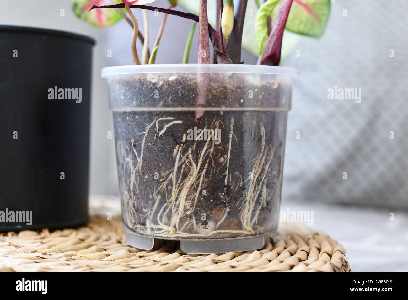Weiße gesunde Wurzeln der Zimmerpflanze im Boden im transparenten Blumentopf Stockfoto