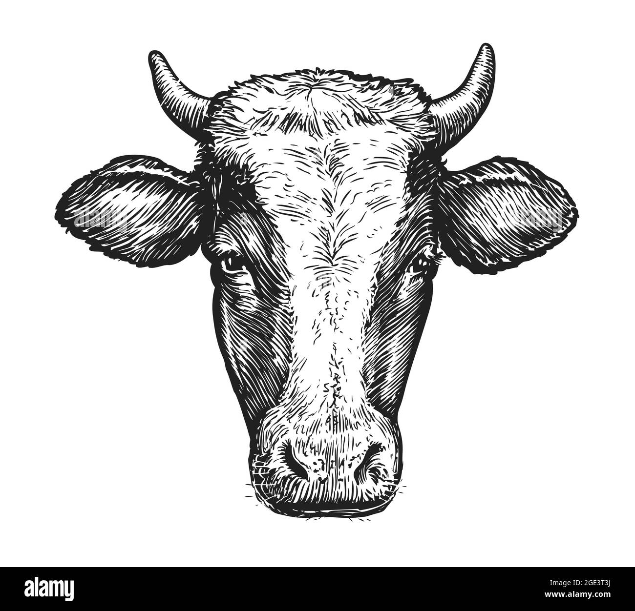 Skizze der Schnauze der Kuh mit Hörnern. Vektorgrafik im Hochformat isoliert auf weißem Hintergrund Stock Vektor