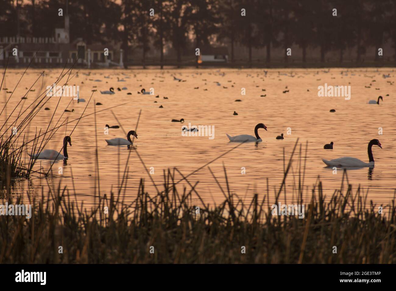 Vier schwarze Schwäne - Cygnus melancoryphus - in einem kleinen Nachlauf voller Wasservögel nach dem Sonnenuntergang in der Lagune von Las Flores, Buenos Aires, Argentinien Stockfoto