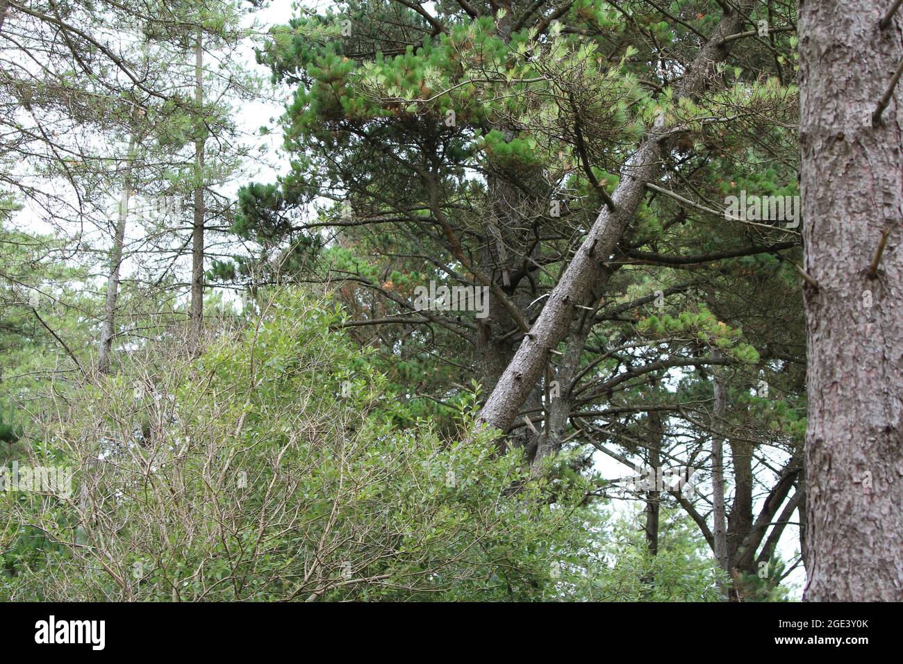 Ein schräger Baum im Newborough Forest in Anglesey. Stockfoto