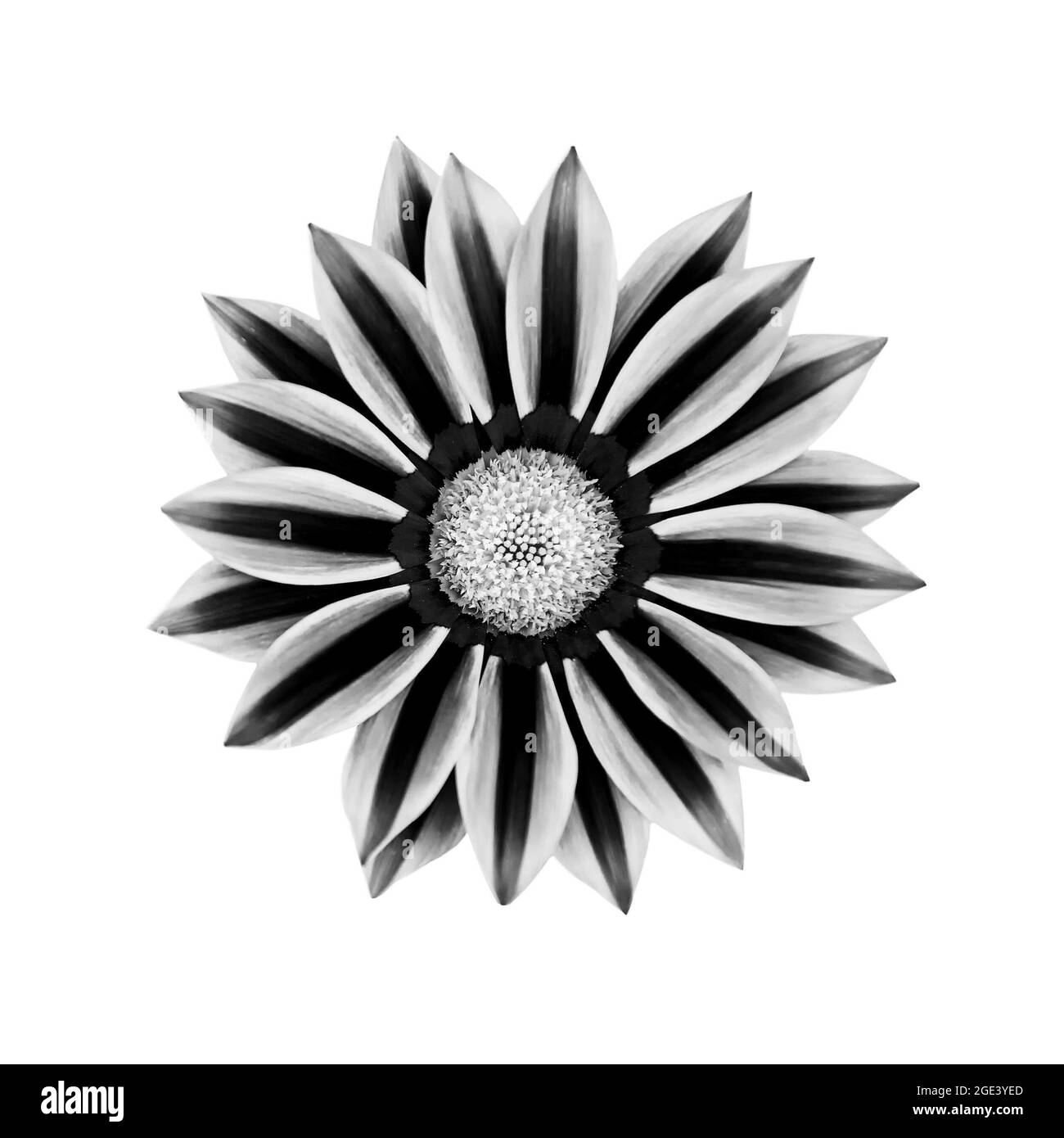 Schwarz-weißes Bild von Gazania Blume isoliert auf weißem Hintergrund Stockfoto