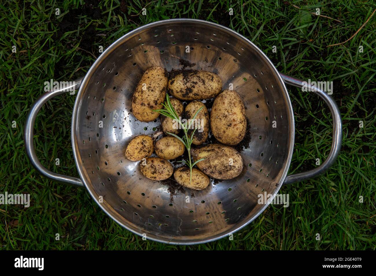 Kartoffeln mit Rosmarin in einem Colander Thaxted Essex England August 2021 frisches Kartoffelgemüse im Garten gegraben Stockfoto