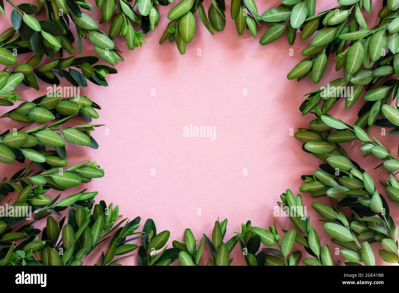 Grüne Blätter auf pinkem Papier mit Platz für Kopien Stockfoto