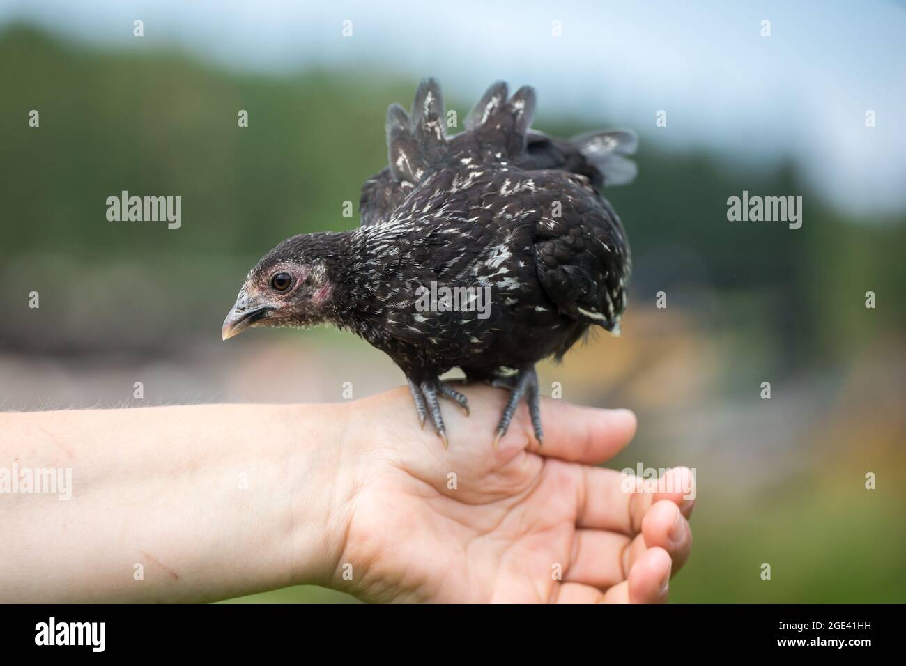 Schwarz weiße Hähnchenhenne auf der Hand Stockfoto