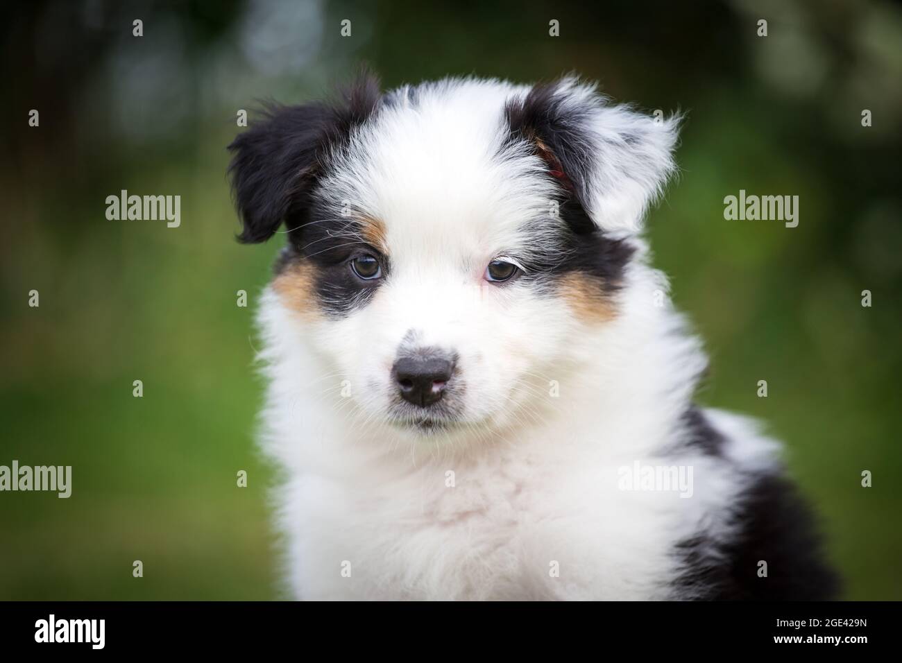Australian Shepherd Welpen Stockfoto