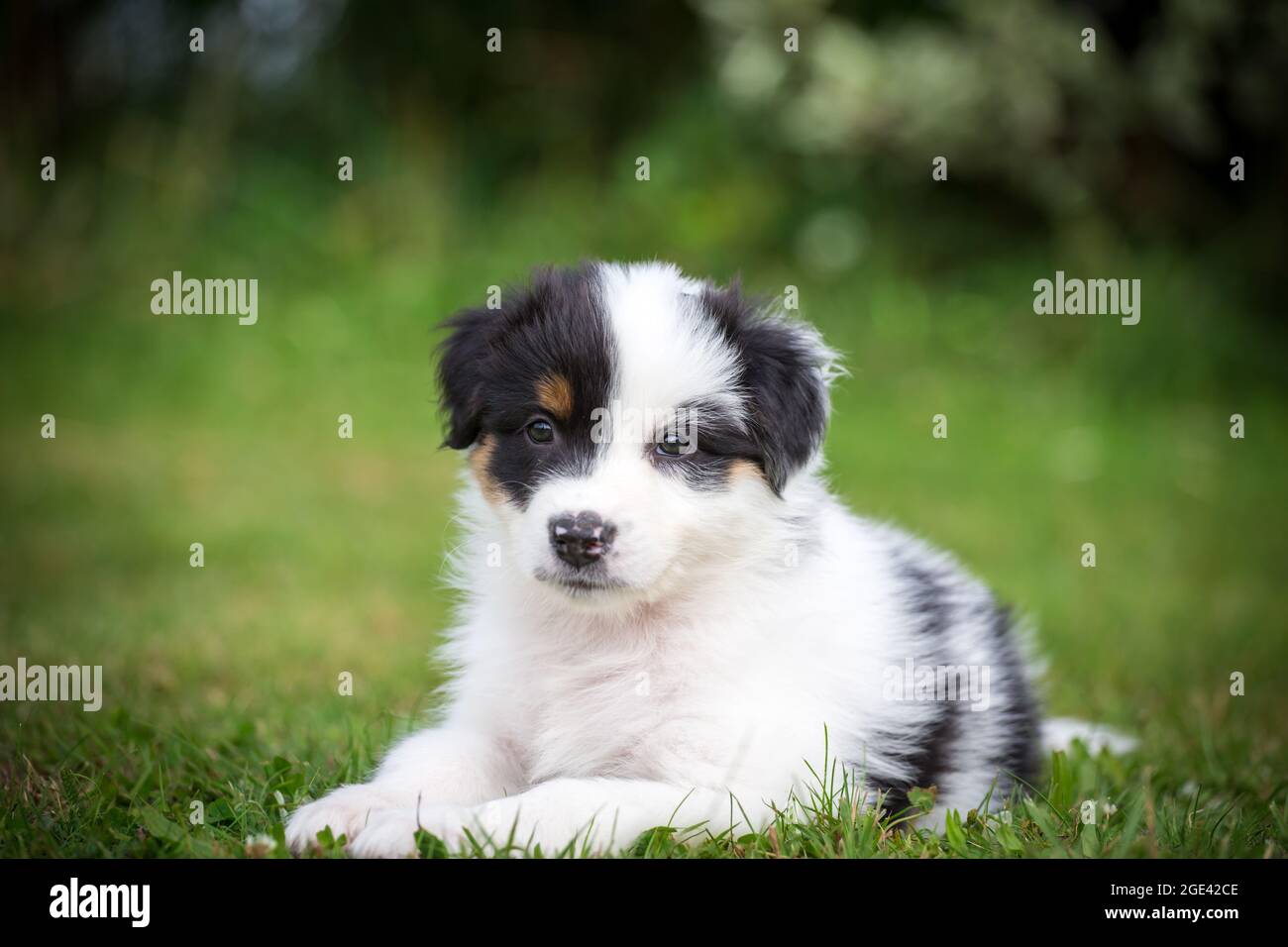 Australian Shepherd Welpen lügen Stockfoto