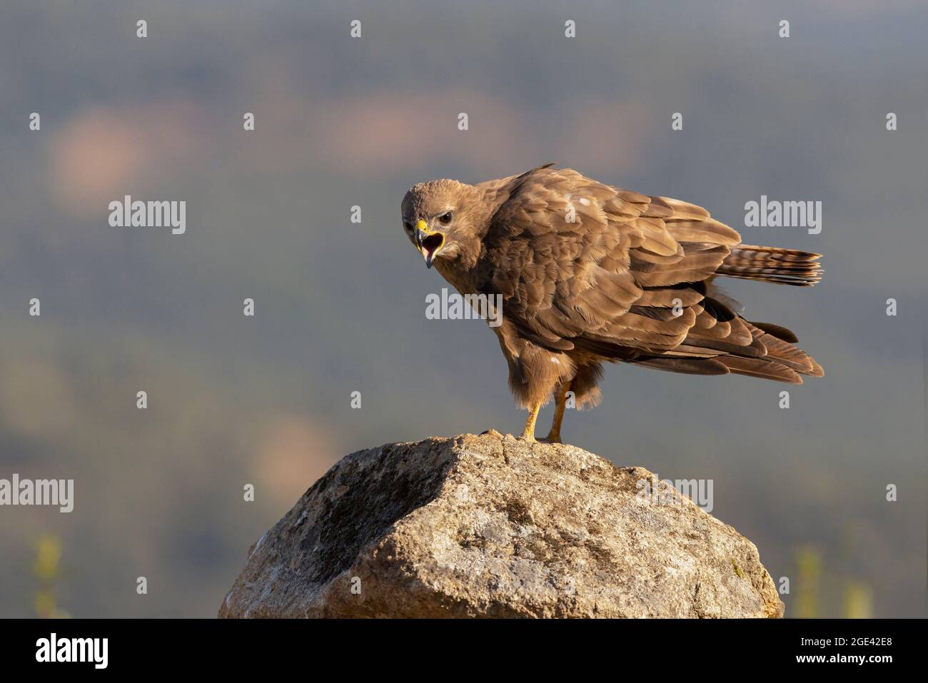 Gemeiner Bussard, Talavera de la Reina, Spanien, Juli 2021 Stockfoto