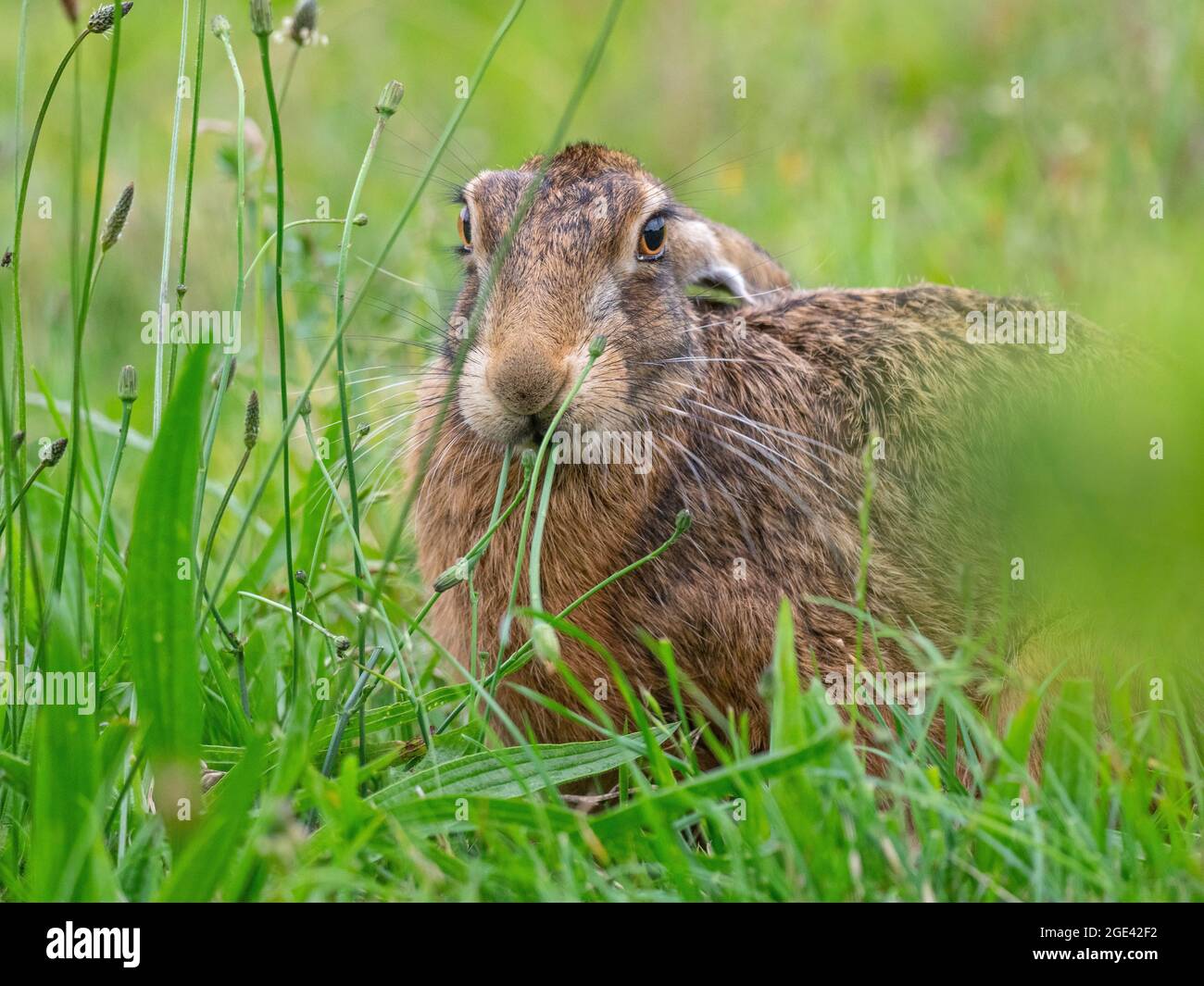 Feldhase Lepus europaeus Essen gras weide Wiese Stockfoto