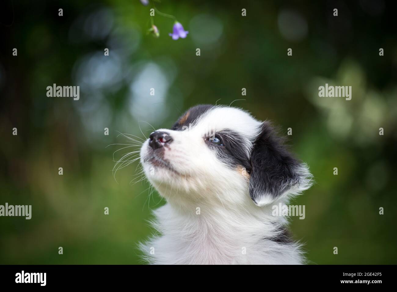 Australian Shepherd Welpen Stockfoto