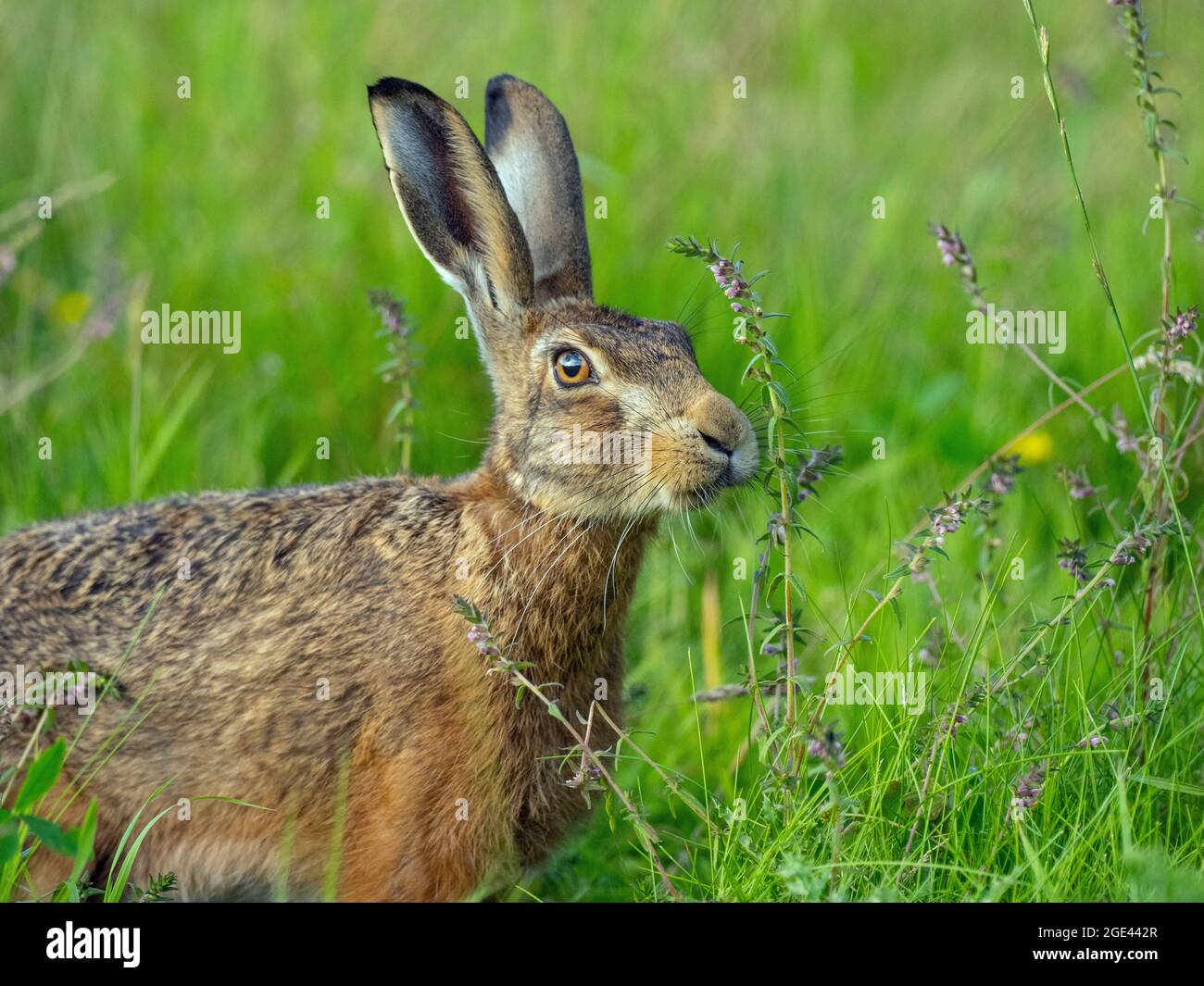 Feldhase Lepus europaeus Essen gras weide Wiese Stockfoto