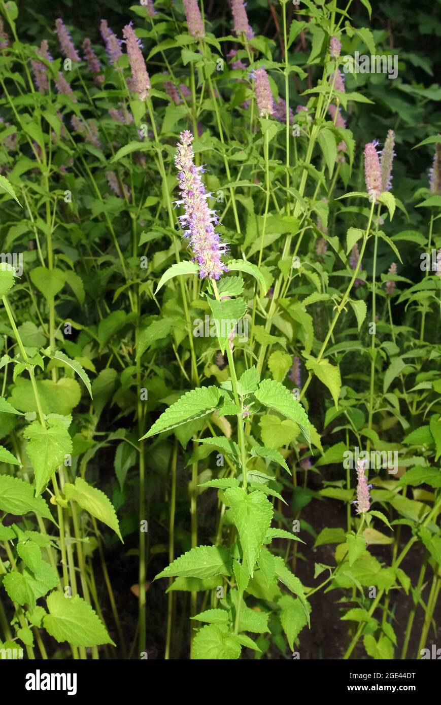 Koreanische Münzstätte, ostasiatischer Riesenysop, Koreaminze, Agastache rugosa, koreai menta Stockfoto