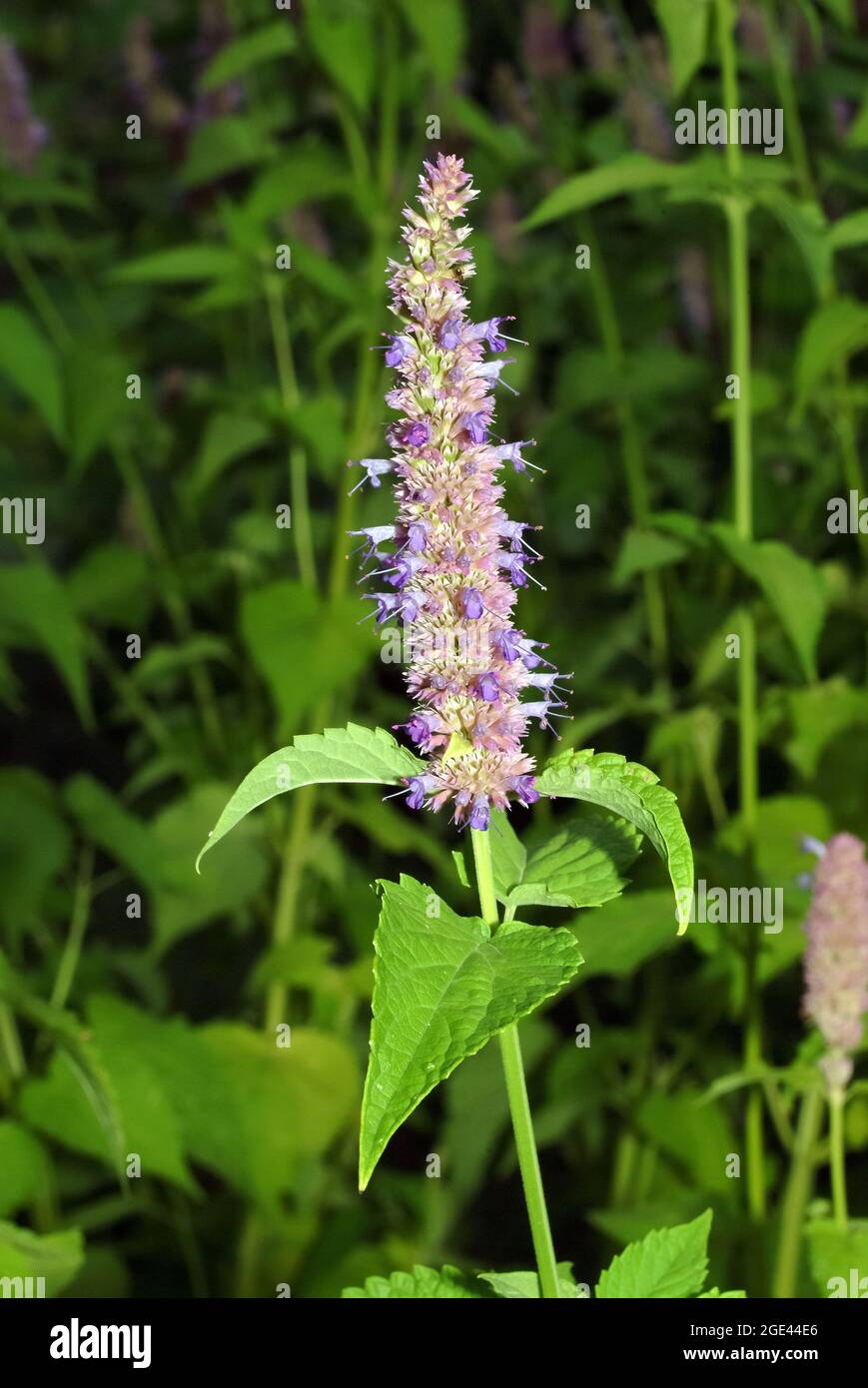 Koreanische Münzstätte, ostasiatischer Riesenysop, Koreaminze, Agastache rugosa, koreai menta Stockfoto