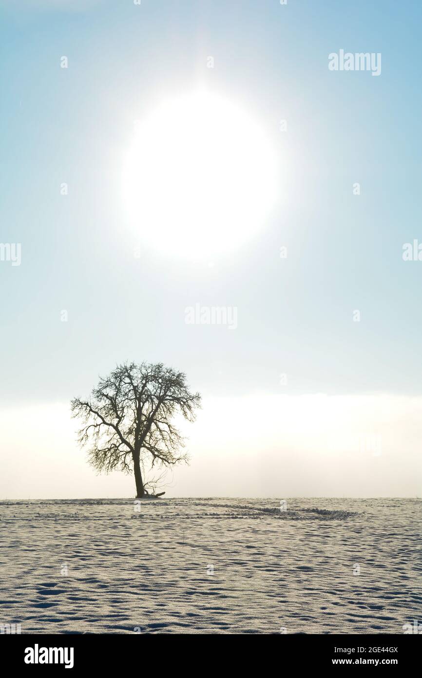 Ein einsamer Baum in einer Landschaft mit viel Schnee und Sonne und Nebel Stockfoto