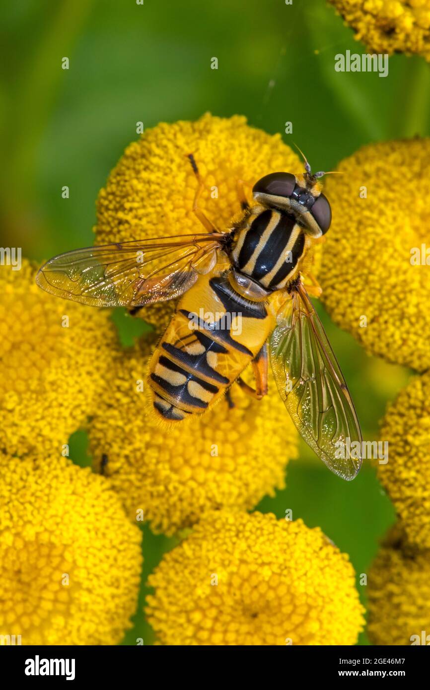 Sonnenfliege / Marsh Hoverfly / Tiger Hoverfly (Helophilus pendulus / Helophilus similis) Weibchen bestäubendes Tansy (Tanacetum vulgare) in Blüte im Sommer Stockfoto
