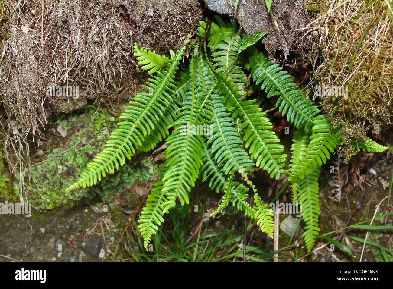 Hartfarn, Hirschfarn, Rippenfarn, struthiopteris spicant, Blechnum spicant, erdei bordapáfrány, Europa Stockfoto