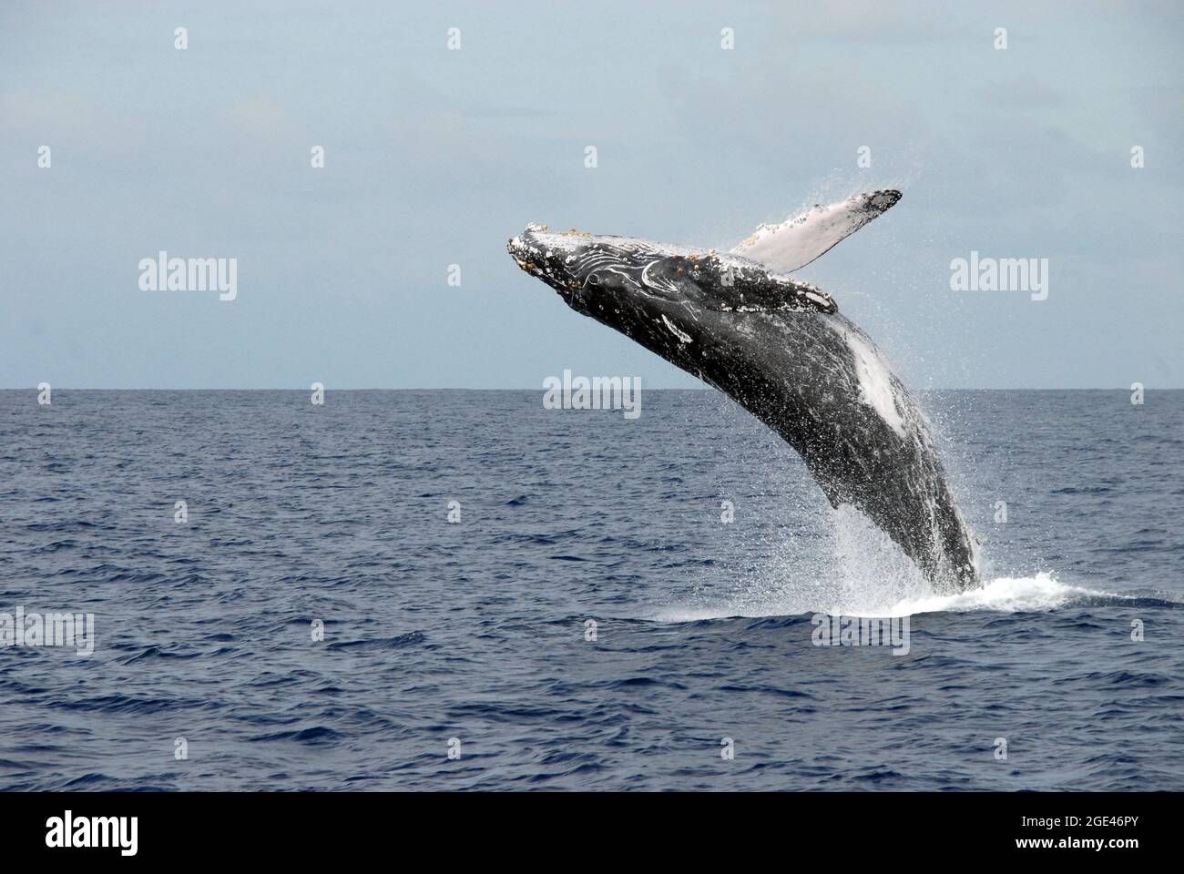 Wale durchbrechen das Wasser Stockfoto
