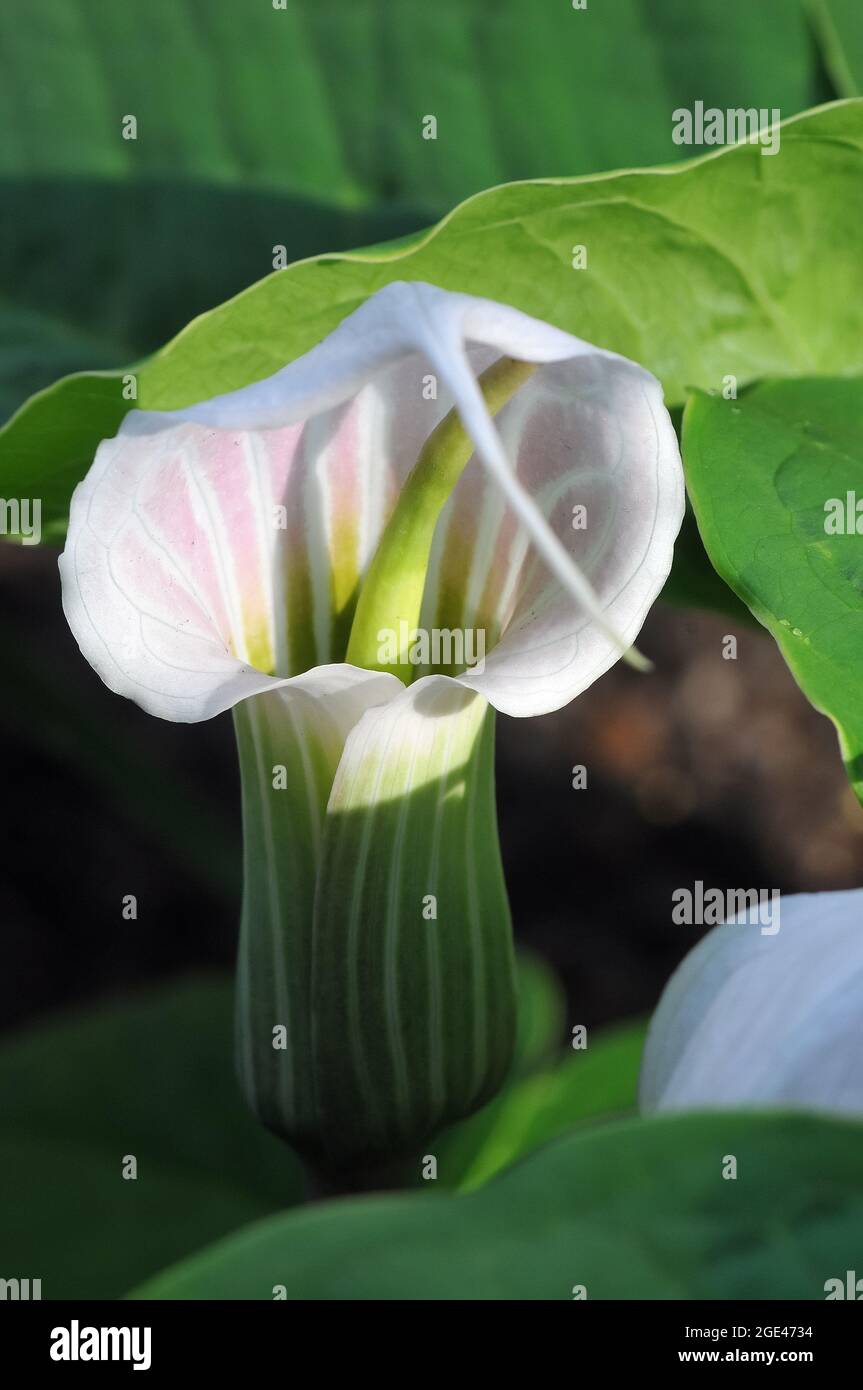 Chinesische Kobrailie und chinesischer Bube-in-der-Kanzel, Arisaema candidissimum, csíkolt csapvirág Stockfoto