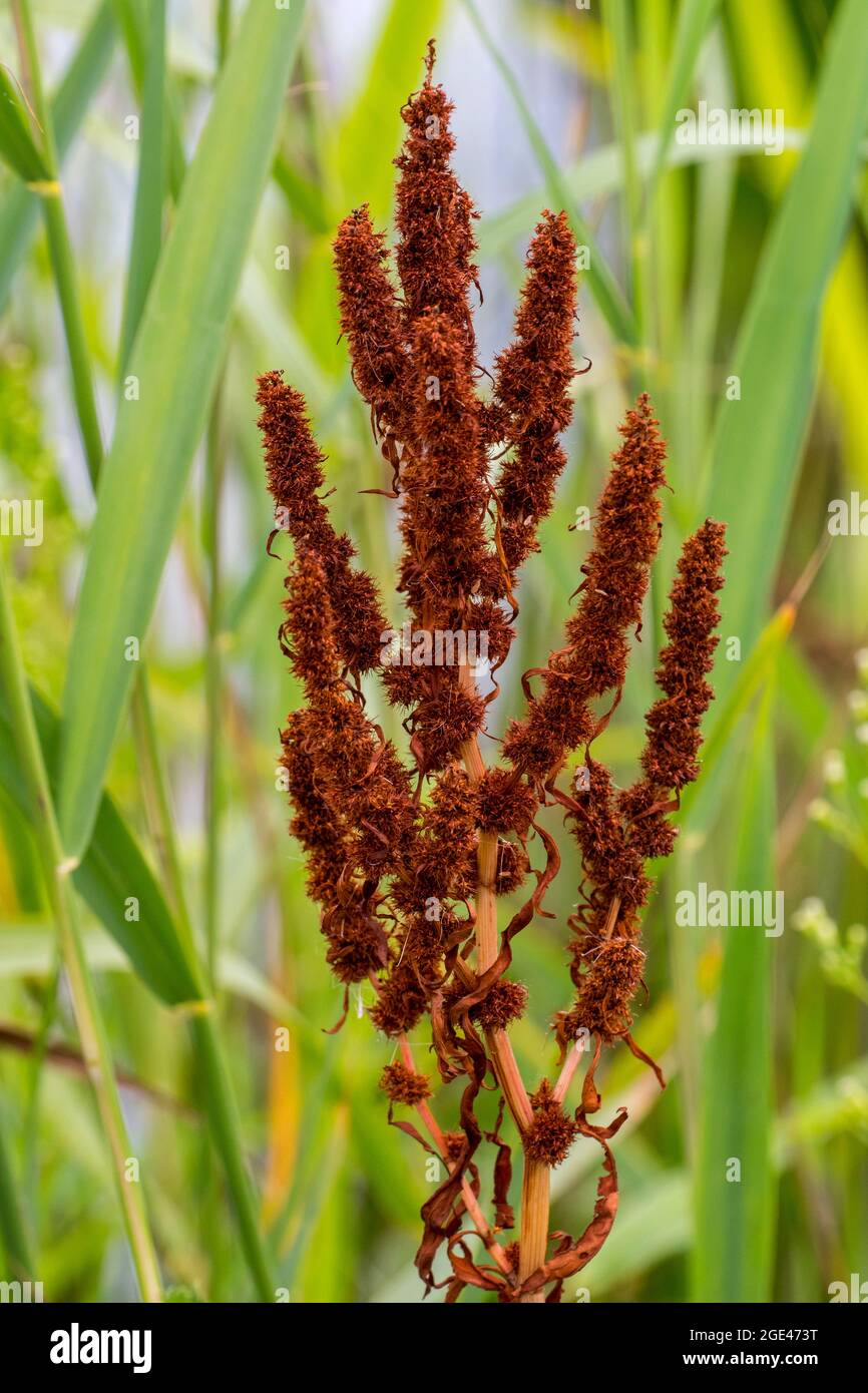 Goldenes Dock / Borstendock / Küstendock (Rumex maritimus) im Sommer Stockfoto