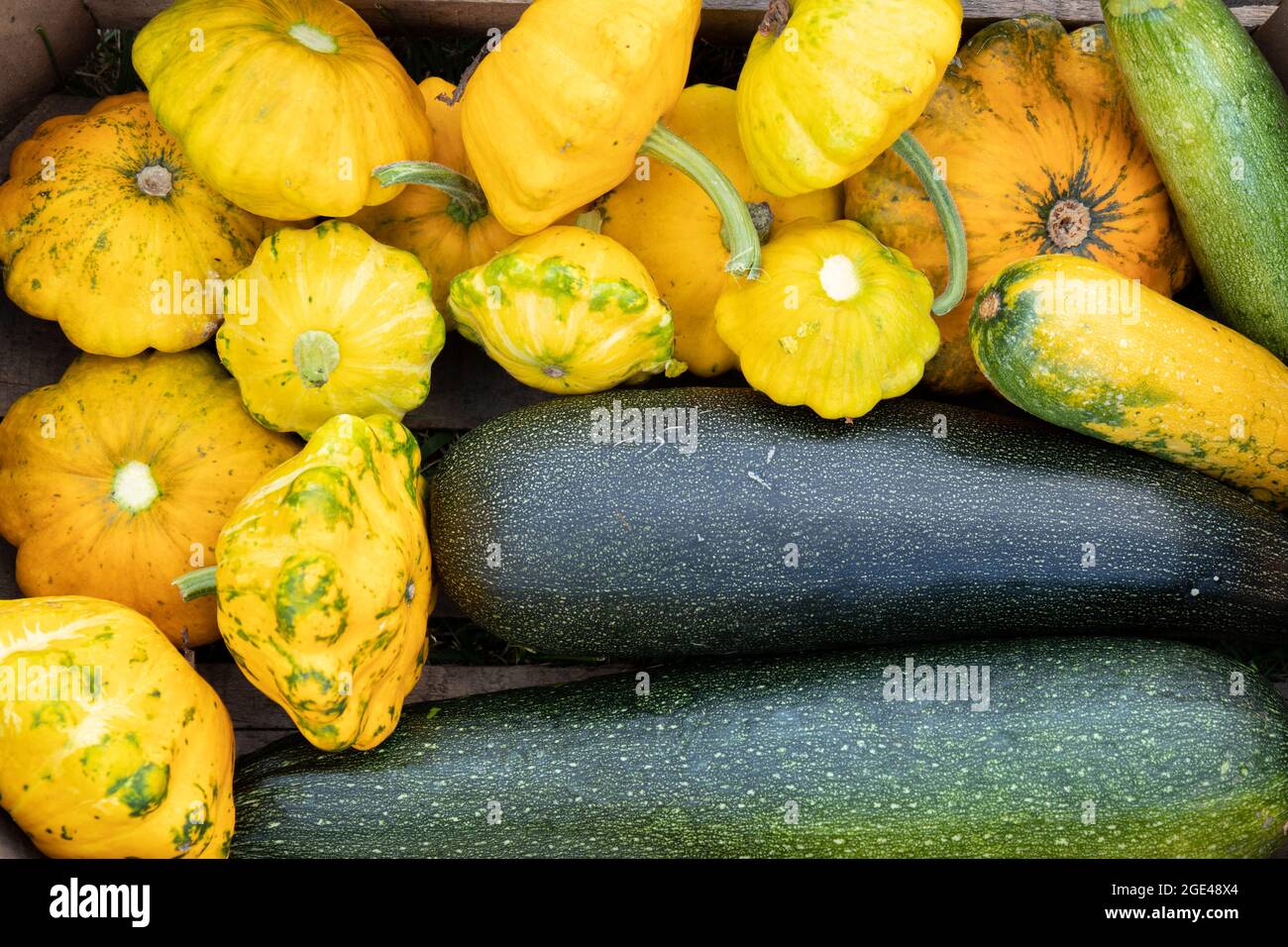 Gelbe Kürbis und grüne Zucchini, Ernte von frischem Gemüse, Draufsicht Stockfoto