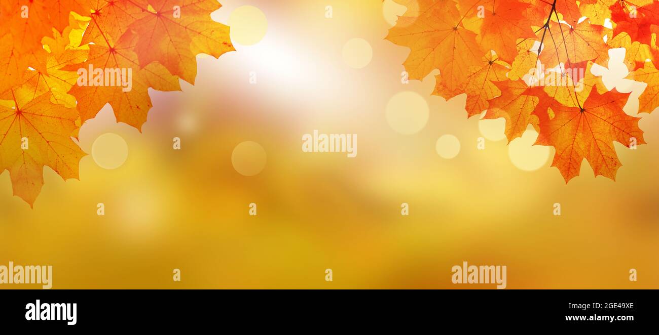 Herbstblätter auf dem Herbst verschwommener Hintergrund. Herbstkonzept. Stockfoto