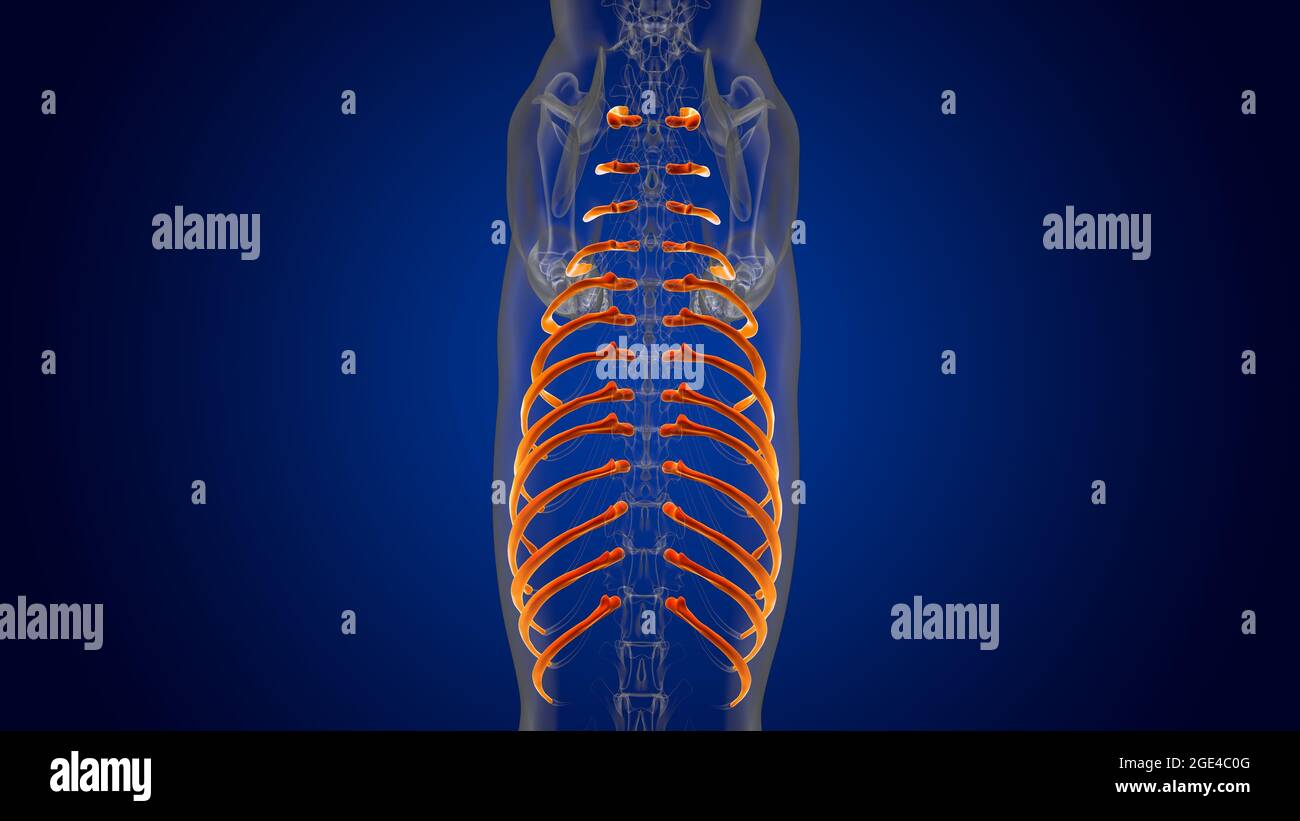 Rippen Knochen Hund Skelett Anatomie für Medical Concept 3D Illustration  Stockfotografie - Alamy