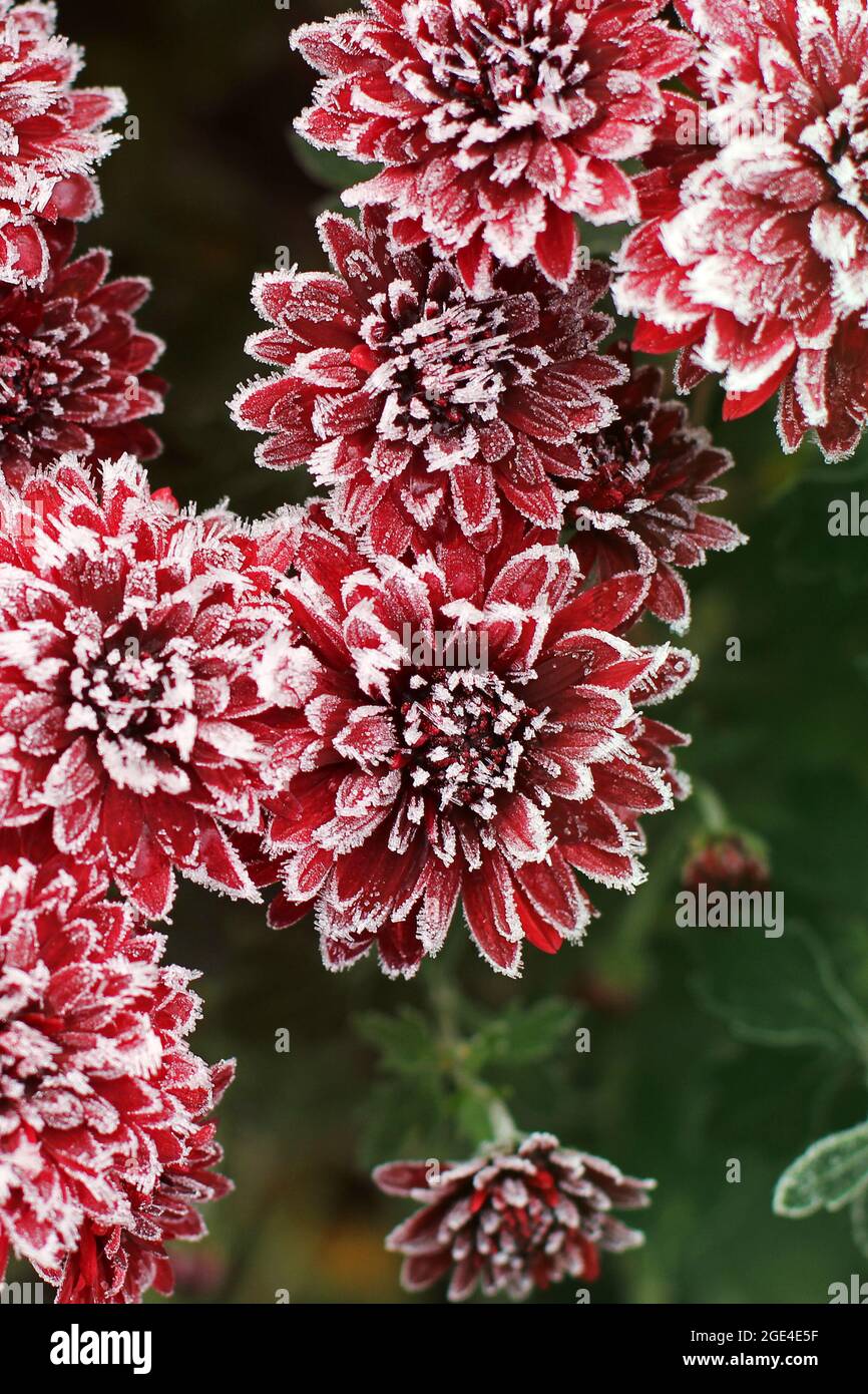 Rote Chrysanthemen im Raureif. Chrysanthemen unter dem Schnee. Blumen