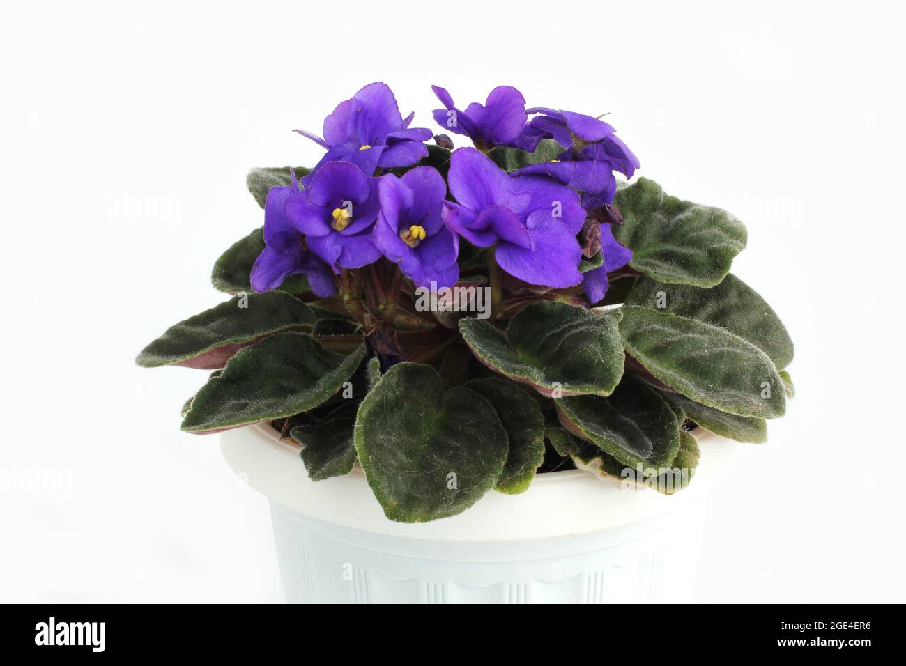 epipremnum pinnatum marble variegata Epipremnum pinnatum 'Marble Variegata' – Secret Garden Plant Shop main image 1