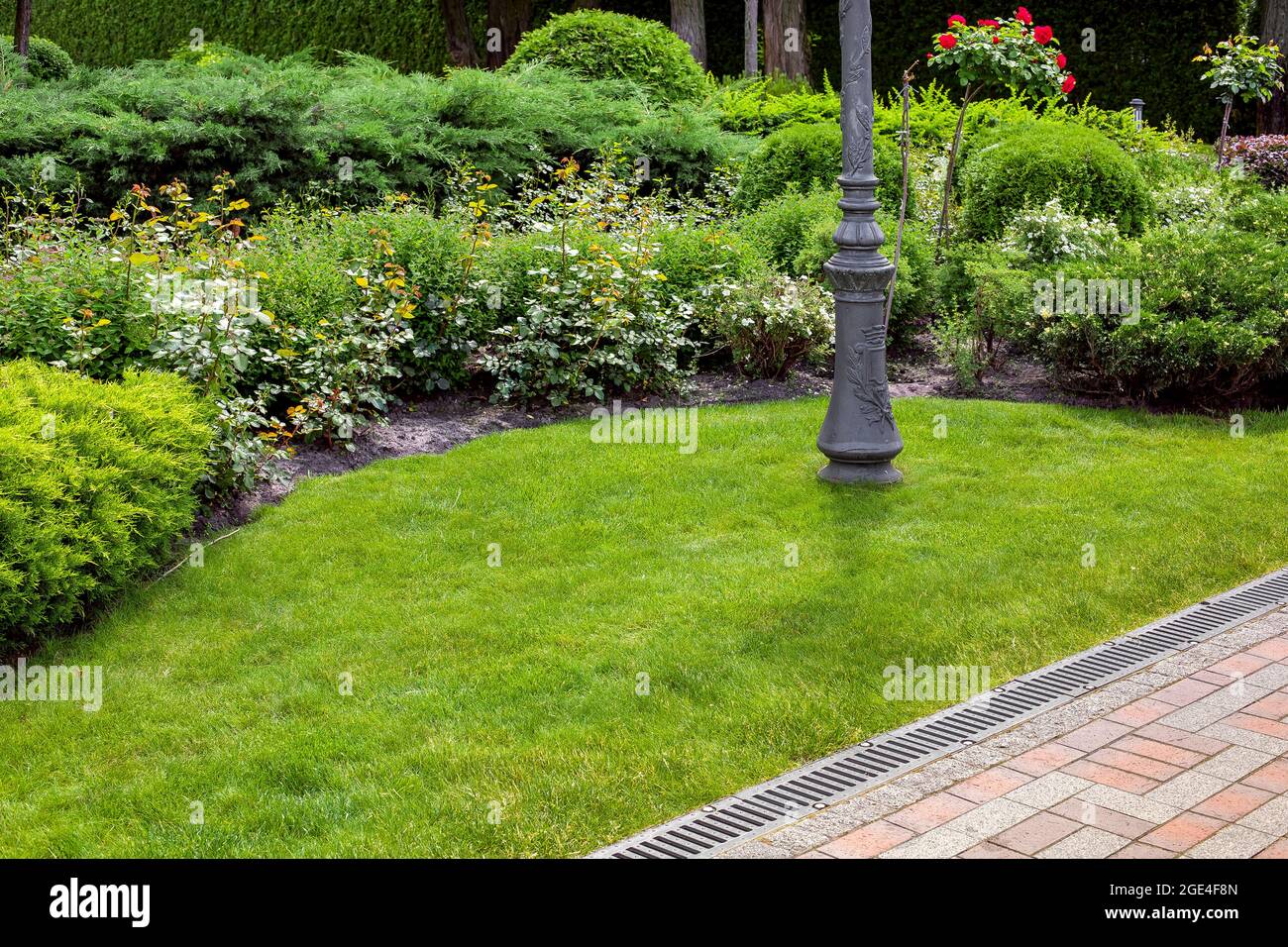 Immergrner Busch aus Thuja und Rosen in einem Hinterhof-Blumenbeet mit  Eisenstange, Landschaftsgestaltung mit Rost-Entwsserungssystem auf der  Seite eines Steinpflasters, Gesetz Stockfotografie - Alamy