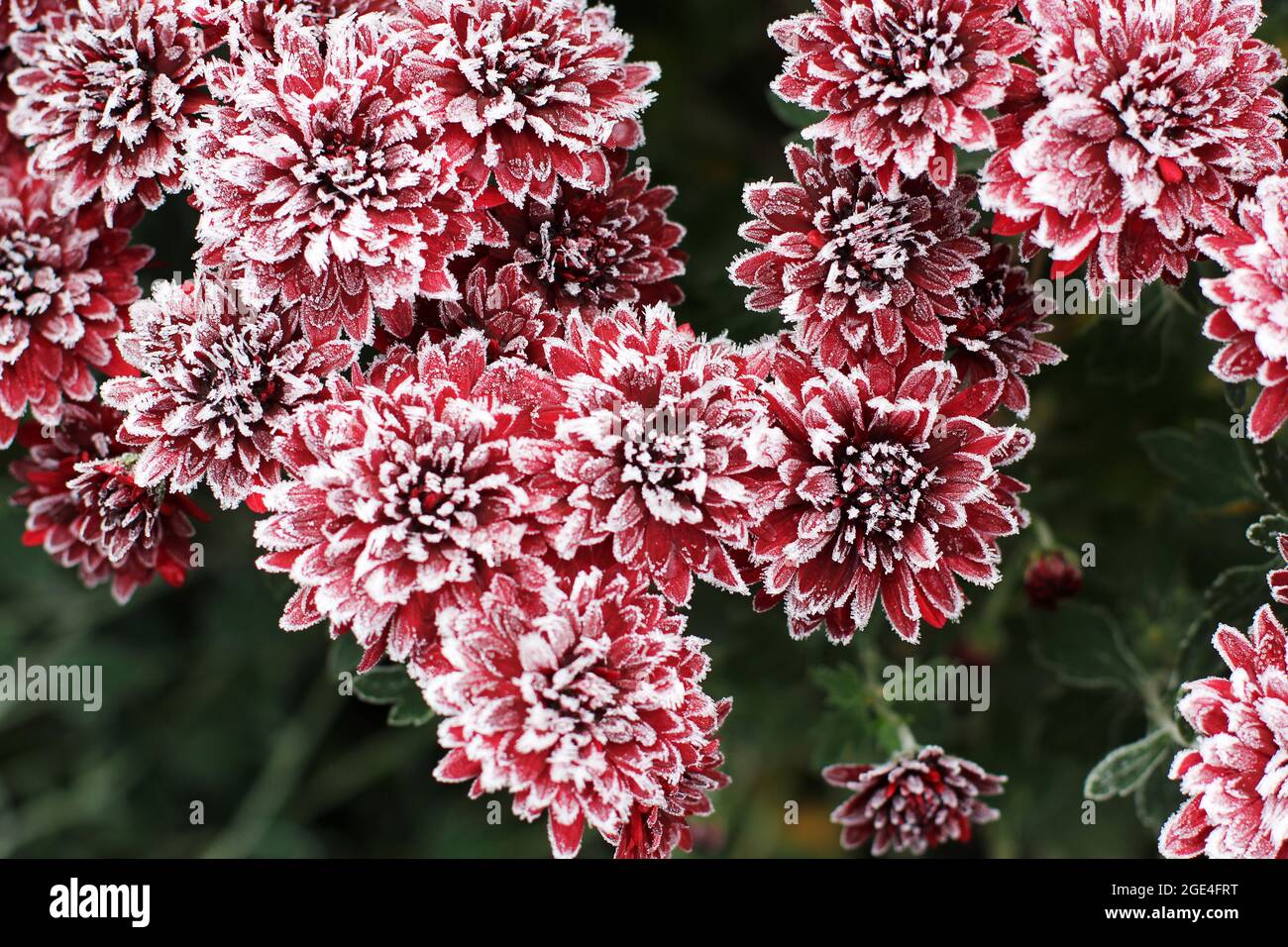 Rote Chrysanthemen im Raureif. Chrysanthemen unter dem Schnee. Blumen im Wintergarten. Die Blumen sind mit Schnee bedeckt Stockfoto
