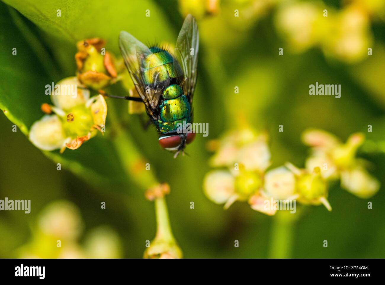 Grüne Flasche Fliegen Sie Lucilia caesar im Gartenbusch August Stockfoto