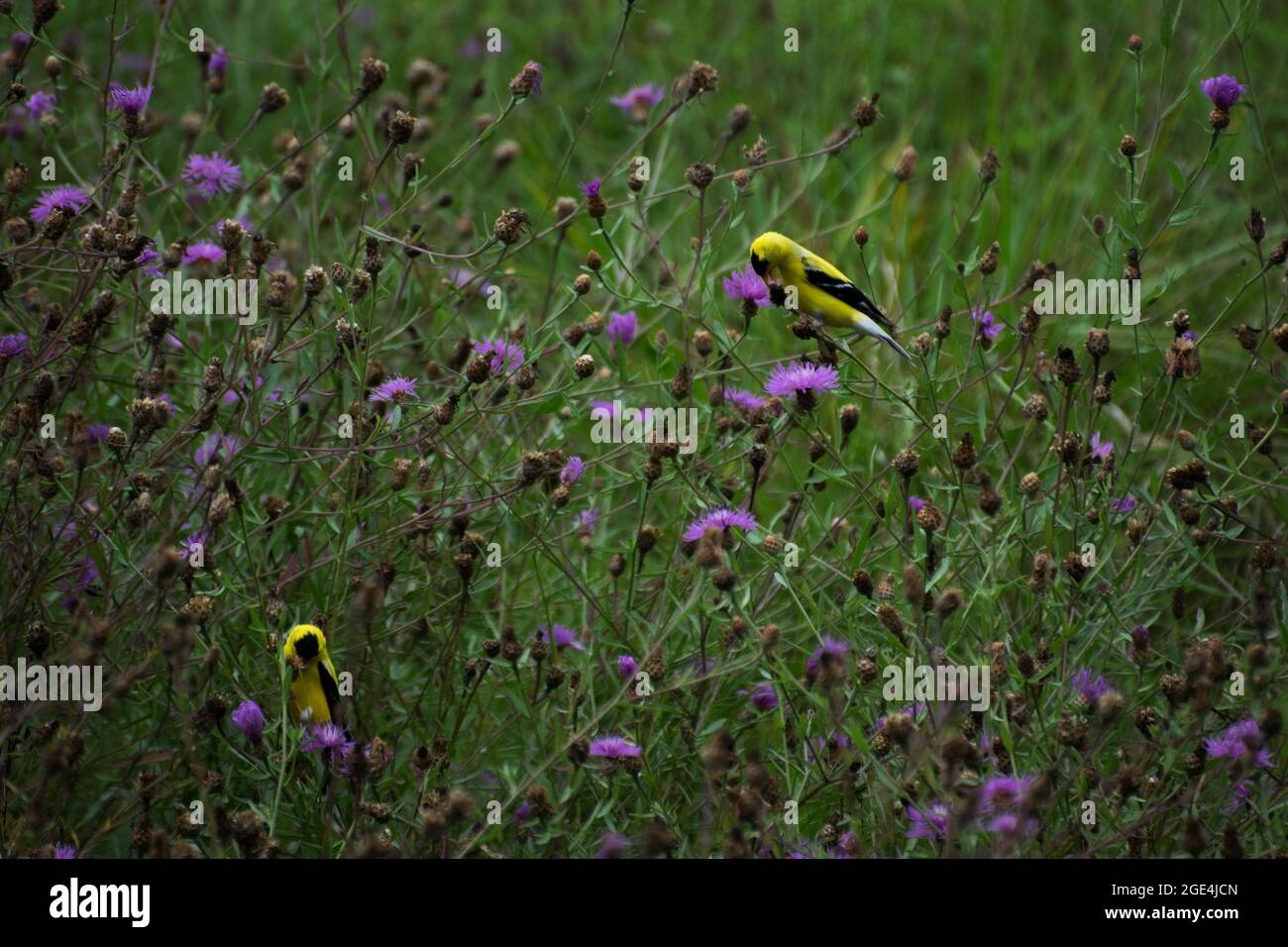 Zwei Goldfinken fressen Blumen auf einem Busch Stockfoto