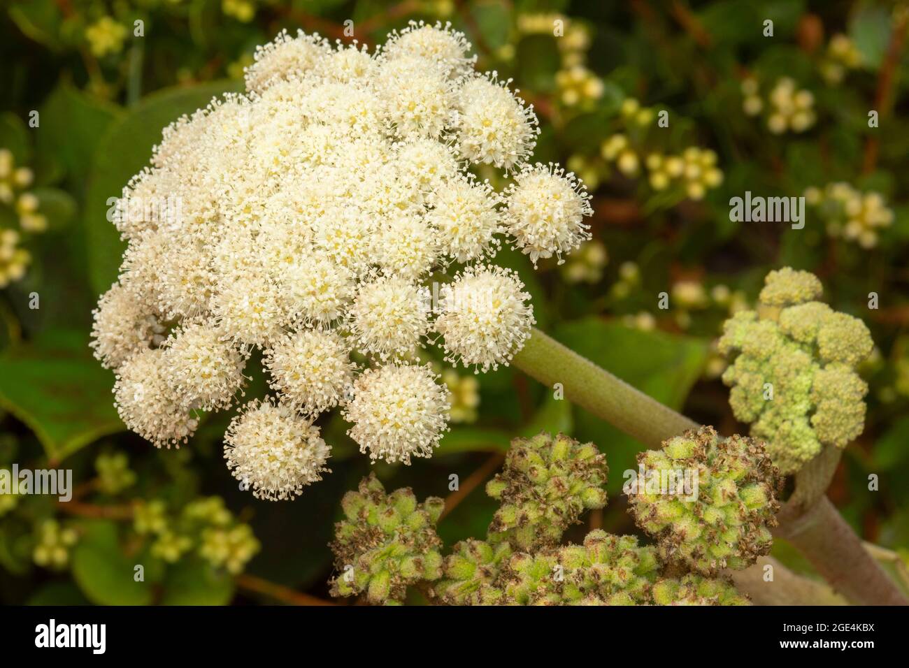 Woolly Angelica (Angelica tomentosa), Port Orford Heads State Park, Oregon Stockfoto