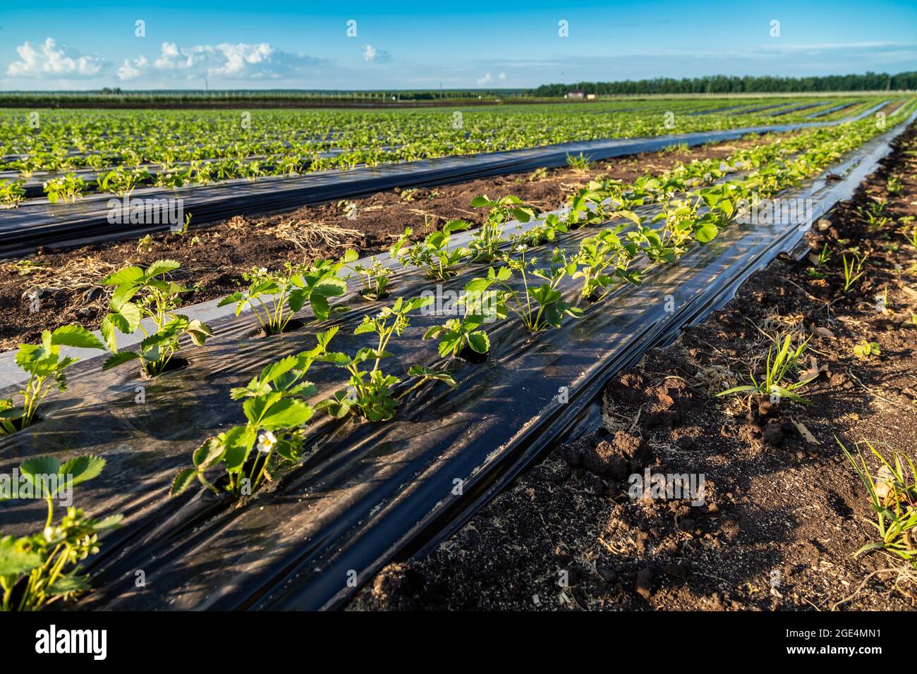 Erdbeerplantage unter Mulchfolie und mit Tropfbewässerung. Pflanzen wachsen unter schwarzen Plastikplanen Stockfotografie